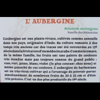 Solanacees - Solanum melongena - Aubergine